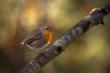 Rouge-gorge