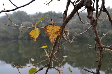 The Autumn twig with the leaf