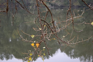 The Autumn twig
