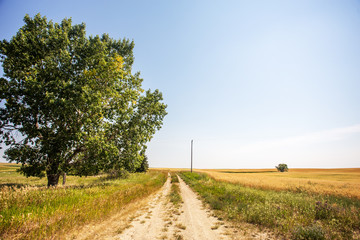 A narrow dirt path lined on one side by trees dividing a golden crop in a field from a pasture in a quiet summer countryside landscape