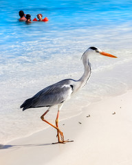Maldives, island resort - october 18, 2014:  Beautiful wild white heron with people on the beach resort hotel in the Maldives against the background of clear blue water. Selective focus.