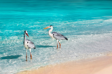 Beautiful white herons against the backdrop of a fantastic beach in the Maldives. Blue clear water with sunlight reflections.