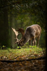 Dama dama. Photo was taken in the Czech Republic. Free nature. Beautiful animal image. Forest. Autumn colors.
