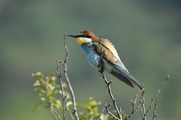 Bee eater