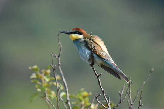 Bee eater