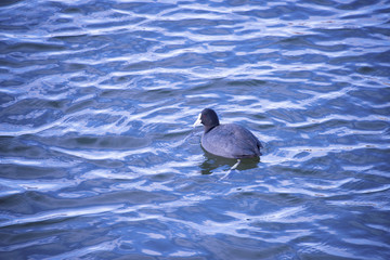 Cote in cold winter water