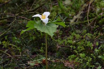 Single Trillium