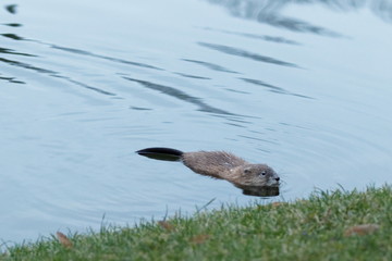 Muskrat (Ondatra Zibethicus) swims along in reflective and sparkling clear blue water Kiev Ukraine 2018