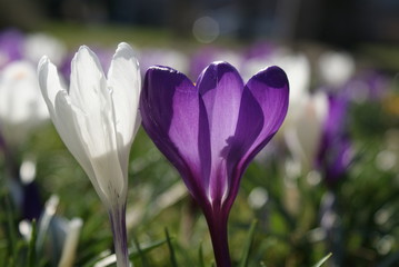 Crocus in the field