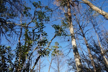 twisted pine tree branches in Florida