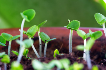basil sprouts have sprouted