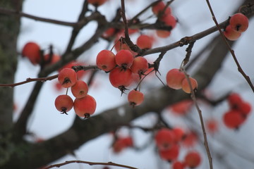 apples rennets on apple in winter 
