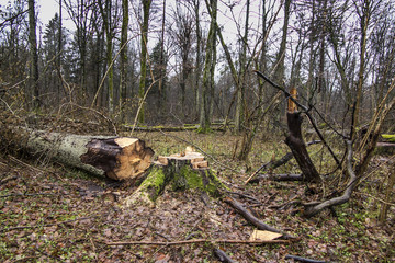 cutting down old, decaying trees