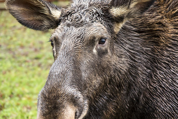 Fototapeta premium moose head