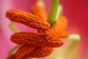 Lilium Stargazer stigma
