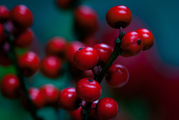 Ilex berry