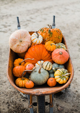 variety of pumpkins in wheelbarrow