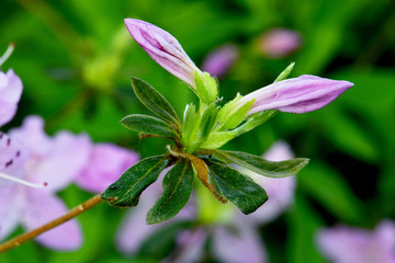 Purple Azalea Buds 01