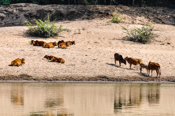 Buffalos on the riverside in Laos