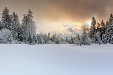 Wintertime - Black Forest. Winter landscape with firs covered by snow and sun appearing in the...