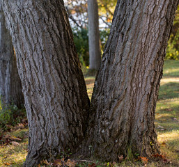 V tree