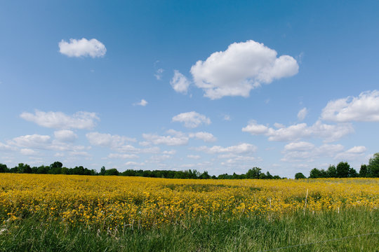 Field of marigold yellow flowers