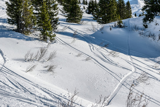 Fototapeta winter forest in alp mountains