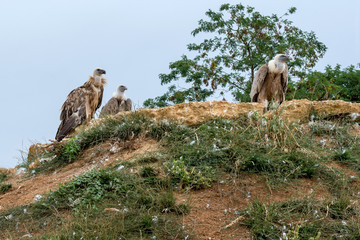 Fototapeta premium Griffons vulture sit on a hill. 