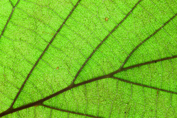 Leaf texture green background / Macro photography of natural plant surface