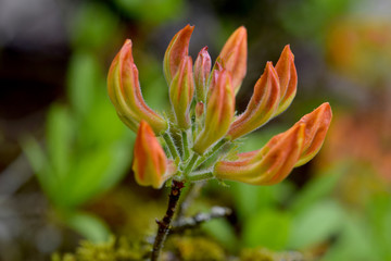 Obraz premium Orange Budz