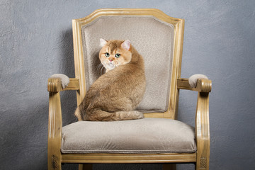 Cat. Young golden british kitten on gray textured background