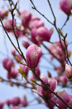 Magnolia