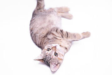 Cute little grey kitten playing on a white background 


