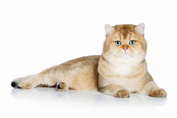 Cat. Young golden british kitten on white background