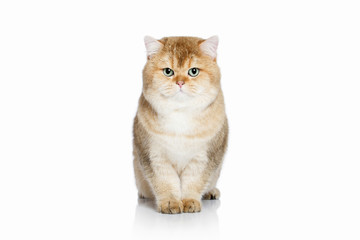 Cat. Young golden british kitten on white background