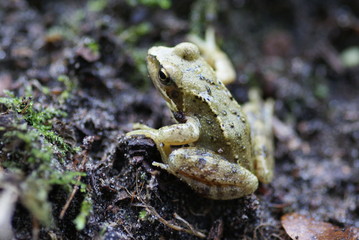 SONY DSC
