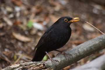 Amsel im Wald. Österreich