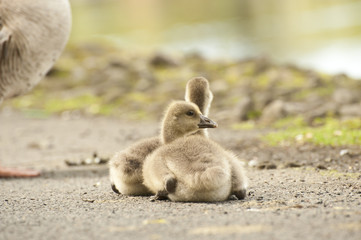 Fluffy baby goslings