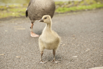 Fluffy baby goslings