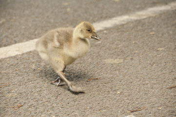 Fluffy baby goslings