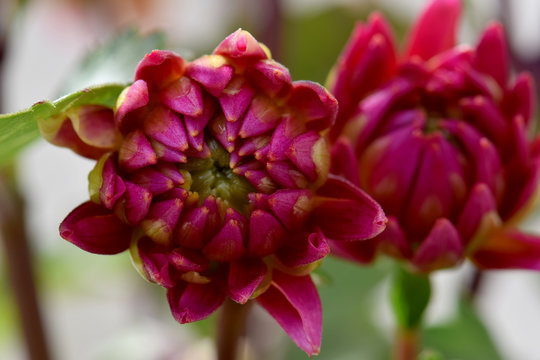 Red Dahlia Budz