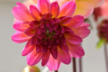 Fototapeta premium Dahlia Bud