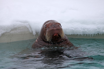 morse en hiver
