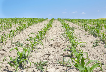 Fototapeta na wymiar young corn field