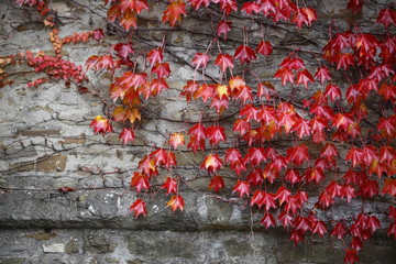 foglie rosse rampicanti