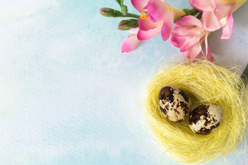 Easter quail eggs in a nest and flowers on a blue background. Spring holidays. Place for your text.