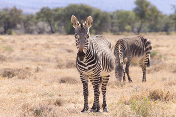 Obraz na płótnie Canvas Cape mountain zebra, South Africa