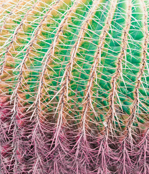 Background pattern of cactus