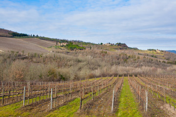 Fototapeta na wymiar Rows of vineyards from Tuscany hills