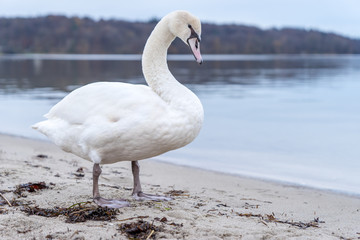 Schwan am Strand Nahaufnahme mit Weitwinkel